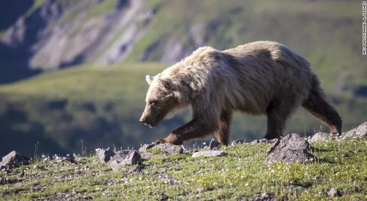 Un oso pardo ataca a excursionistas en un bosque de Alaska; una mujer está herida