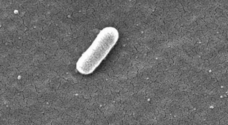 Descubren una bacteria en nuestro intestino que  puede producir electricidad