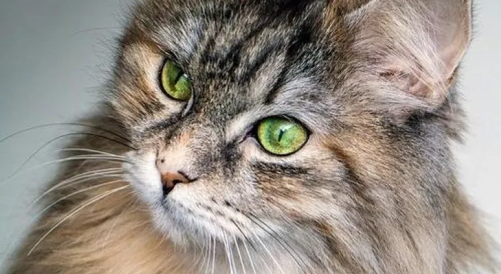 Quitar nudos en gatos de pelo largo