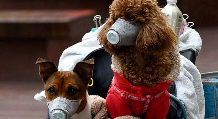 Confirman caso de un perro con coronavirus, en Hong Kong 