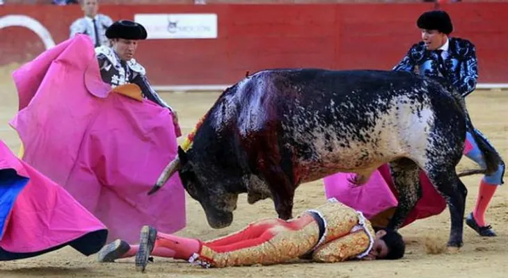 ¡Tamaña estupidez!? Españoles matarán a toda la familia del toro que mató al torero el pasado sábado