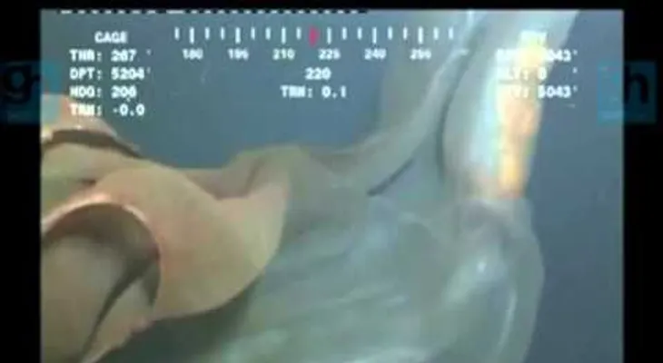 Una extraña criatura grabada en el mar, en el Reino Unido  (VIDEO)