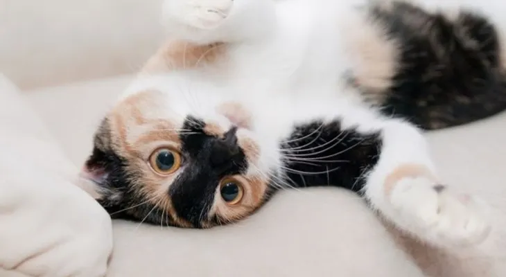 Científicos dicen que los gatos en la casa matan a muchos animales 
