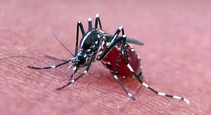 Venezuela tiene 57 casos del virus de chikungunya