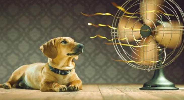  Ventiladores, ¿riesgo para tu salud?