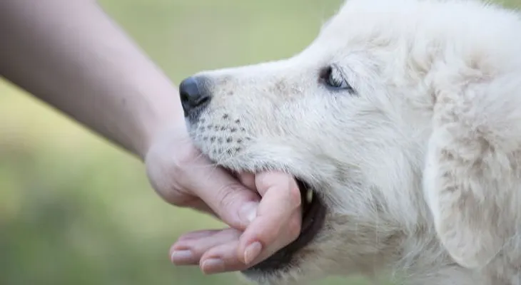 La OMS recomienda evitar el contacto con animales, sin protección, por propagación del coronavirus