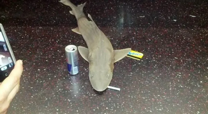 Encuentran tiburón muerto en el metro de Nueva York