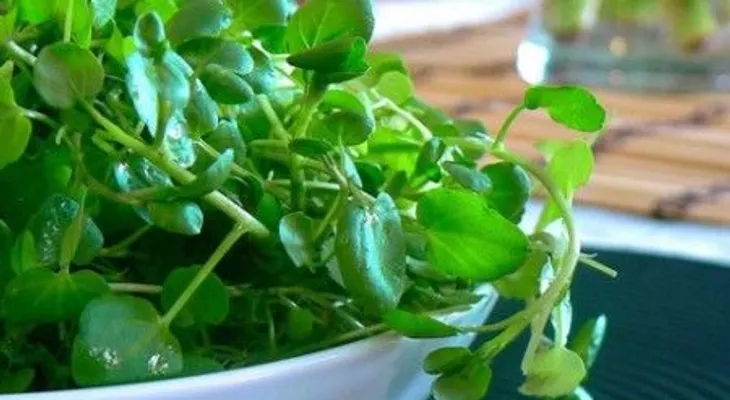 Plantas medicinales para el colon