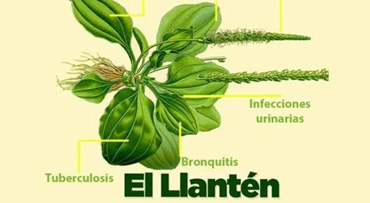El llantén: Para el asma, hepatitis, tuberculosis, bronquitis; maravillosas propiedades