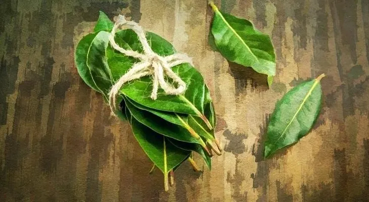 10 beneficios de las hojas de laurel que mantienen alejadas las enfermedades