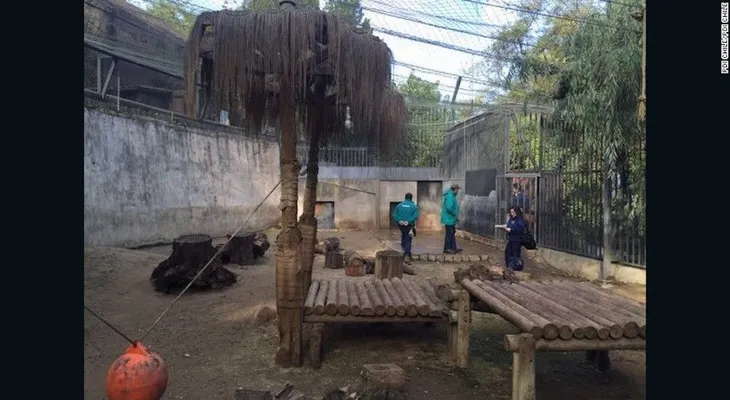 Matan a 2 leones para salvar a un hombre que saltó a su jaula, en el Zoológico Nacional de Chile