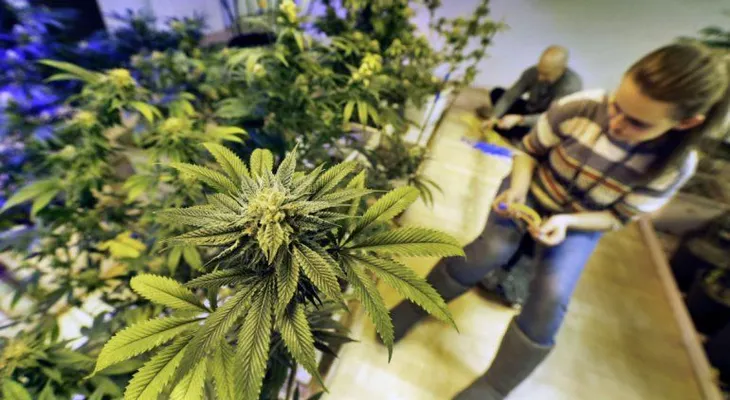Estados Unidos abre sus primeros "coffee shops" para consumidores de marihuana