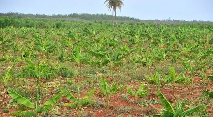 Pedernales tiene en la agricultura una base para el sustento