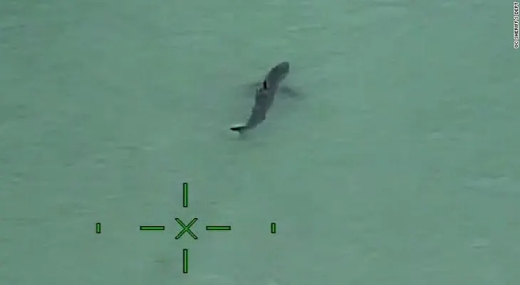 Avistan 25 tiburones blancos en la costa del sur de California