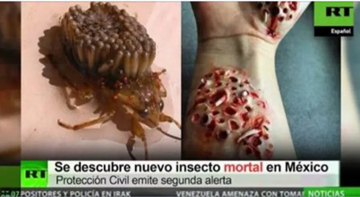Confirman 15 mil fallecidos por picadura de insecto mortal en México