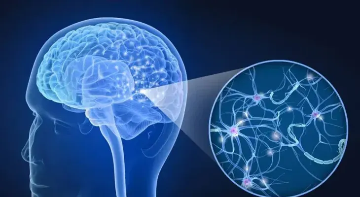 Las neuronas en la corteza olfativa pueden asociar el olor con el espacio