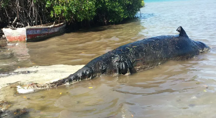 Enorme ballena muerta causa asombro en playa de Azua