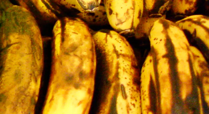 Plátanos bien maduros son capaces de combatir el cáncer