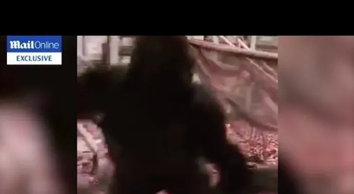 Un gorila provoca pánico al destruir su jaula y escapar