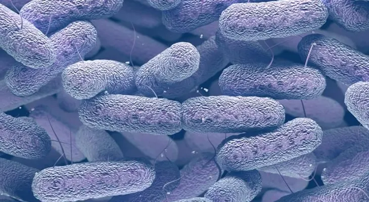 "Klebsiella", una superbacteria que se contagia en centros médicos; afecta el pulmón, intestino y vías urinarias
