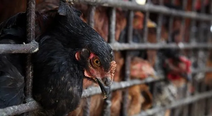 ASOHUEVOS se opone a la importación de pollos.