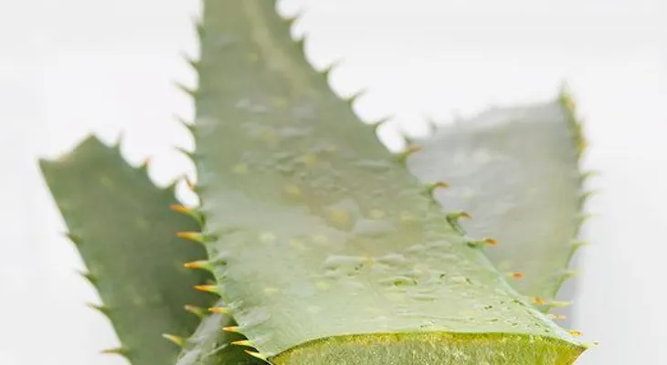 Mascarilla casera de aloe vera para las líneas de expresión 