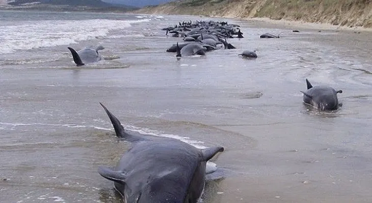 Unas 20 ballenas mueren tras quedar varadas en Chile