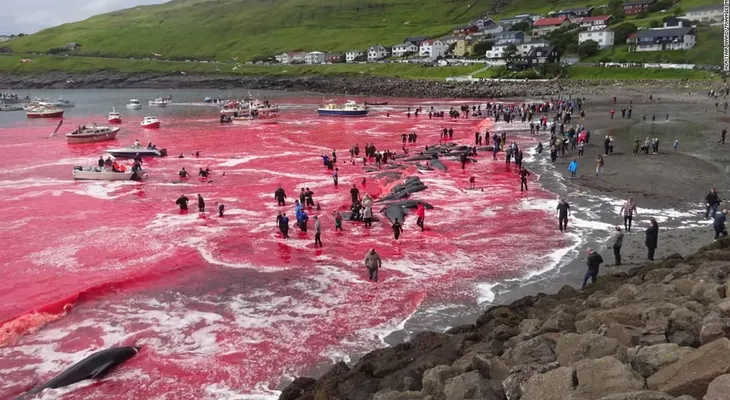 El mar se tiñe de rojo tras una masiva caza de ballenas en Islas Faroe
