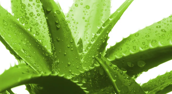 Aloe Vera: La planta del Milagro