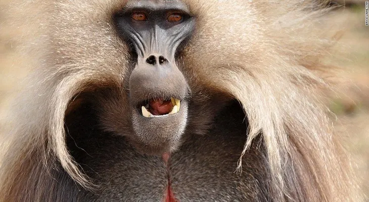 ¿Es este el hogar de los mamíferos más singulares del mundo?