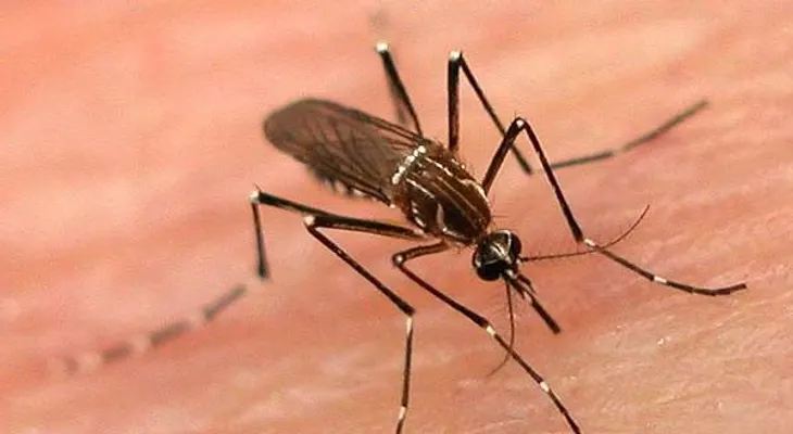 En San Diego de Los Altos aumentan los casos de dengue