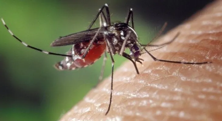 La OMS declara el zika en emergencia sanitaria global