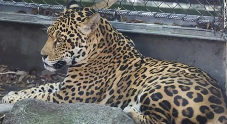 Un jaguar escapa de su jaula en un zoológico y mata a seis animales