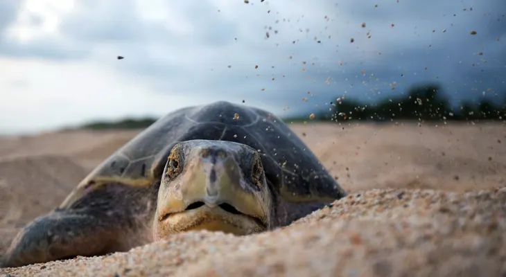 Mexico usará drones para vigilar y proteger a la tortuga golfina