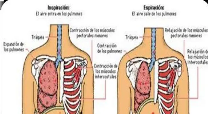 Las mujeres que limpian tienen mayores riesgos de sufrir problemas pulmonares 