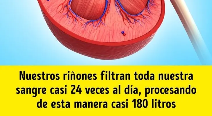 Increíbles datos sobre el cuerpo humano que te dejarán con la BOCA ABIERTA