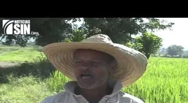 Productores temen perder plantaciones de arroz por mala administración del agua