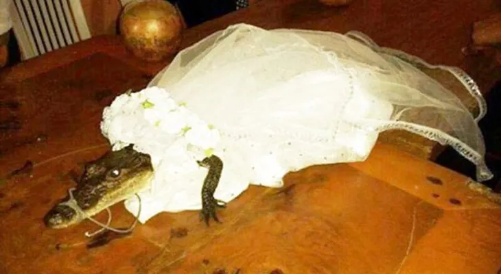 Video: Un alcalde mexicano 'se casa' con un cocodrilo