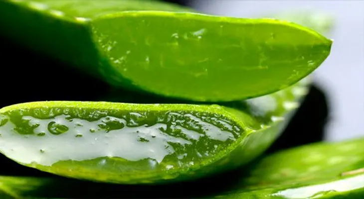 Los egipcios llamaban al aloe vera la planta de la inmortalidad. Descubre el porqué