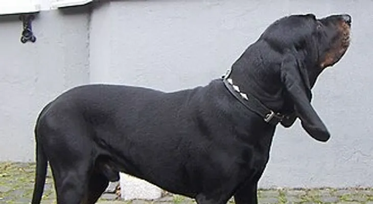 Los perros callejeros también pueden ser grandes compañeros