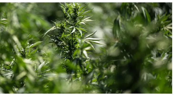 Consumo adolescente de cannabis duplica riesgo de trastornos mentales