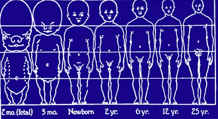 Cómo influyó la evolución en el desarrollo del pene