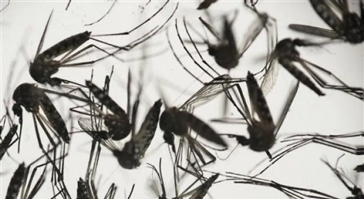 OMS alerta que el virus zika se "propaga de forma explosiva"