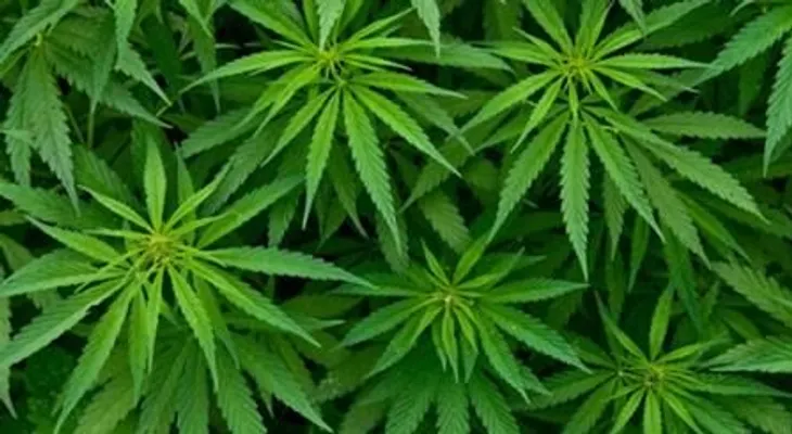 Consumo adictivo de cannabis puede afectar corazón de jóvenes 
