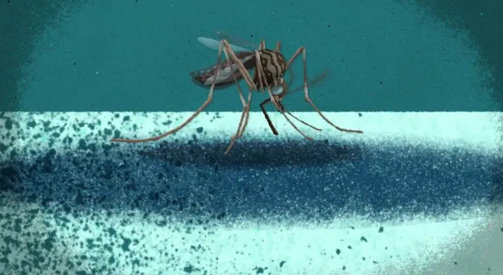 Confirman primeros casos de transmisión de zika en Estados Unidos continental