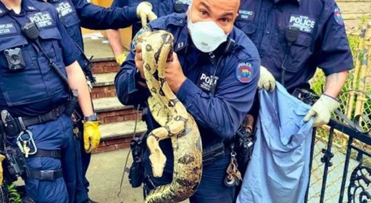 Policía NY atrapa pitón en vecindario del Bronx