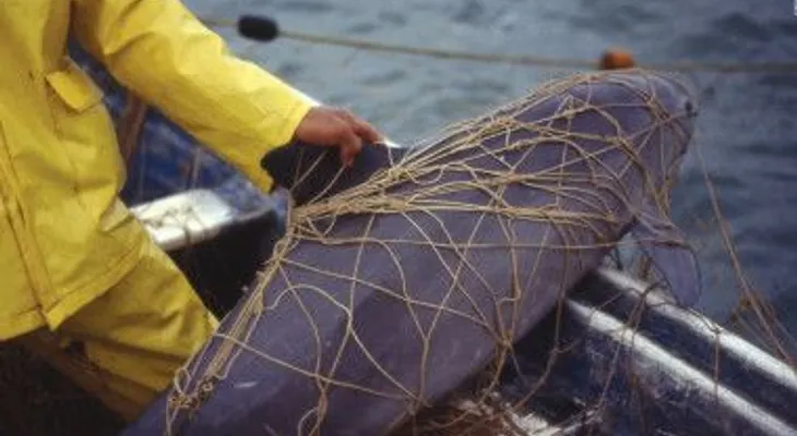 Quedan menos de 30 vaquitas marinas: ¿las veremos desaparecer por completo?