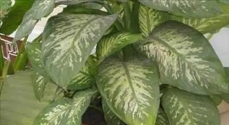 Pelígro!! Atención a todas las personas que tengan esta planta en su casa