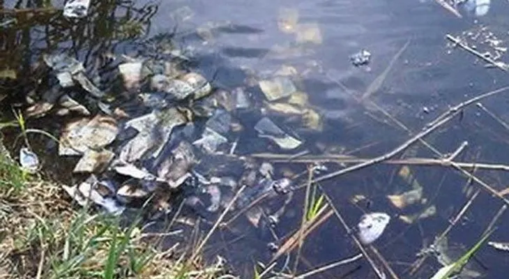 Un hombre encuentra 100 mil dólares flotando en un río