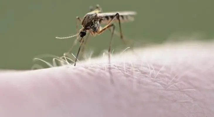 La fiebre rompehueso del dengue; cuidado si te deja atrapar